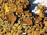 Xanthoria polycarpa image