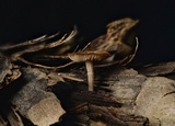 Baeospora myosura image