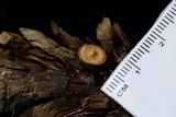 Baeospora myosura image