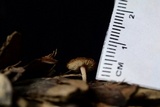 Baeospora myosura image