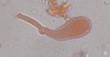 Hydropus marginellus image