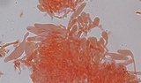Hydropus marginellus image