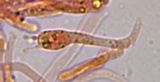 Hydropus marginellus image