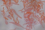 Hydropus marginellus image