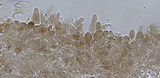 Hydropus marginellus image