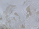 Hydropus marginellus image