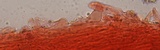 Hydropus marginellus image
