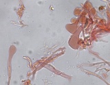 Hydropus marginellus image