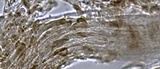 Hydropus marginellus image