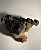 Albatrellus skamanius image