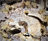 Albatrellus skamanius image