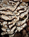 Merulius tremellosus image