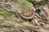 Nigroporus vinosus image