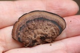 Nigroporus vinosus image