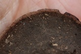 Nigroporus vinosus image