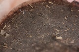 Nigroporus vinosus image