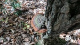 Phellinus robiniae image