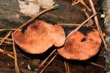 Rhodofomes cajanderi image