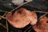 Rhodofomes cajanderi image