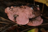 Rhodofomes cajanderi image