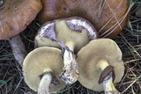Suillus luteus image