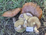 Suillus luteus image