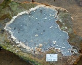 Grammothele boliviana image