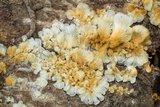 Lentinus copulatus image