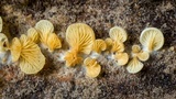 Lentinus copulatus image