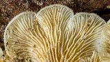 Lentinus copulatus image