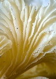 Lentinus copulatus image