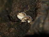Hohenbuehelia grisea image