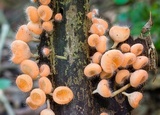 Cookeina tricholoma image