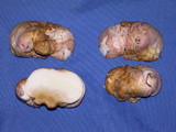 Rhizopogon roseolus image