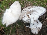 Amanita argentea image