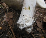 Amanita argentea image