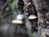 Hohenbuehelia grisea image