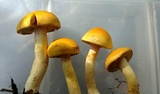 Cortinarius alboluteus image