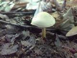 Cortinarius luteus image