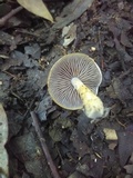 Cortinarius luteus image