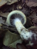 Cortinarius luteus image