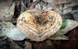 Lactarius speciosus image
