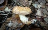 Lactarius speciosus image