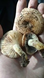 Lactarius speciosus image