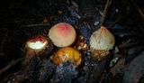 Calostoma cinnabarinum image