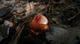 Calostoma cinnabarinum image