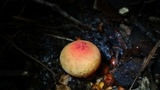 Calostoma cinnabarinum image