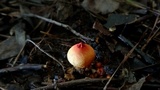 Calostoma cinnabarinum image