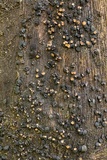 Unguiculariopsis ravenelii image