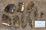 Unguiculariopsis ravenelii image